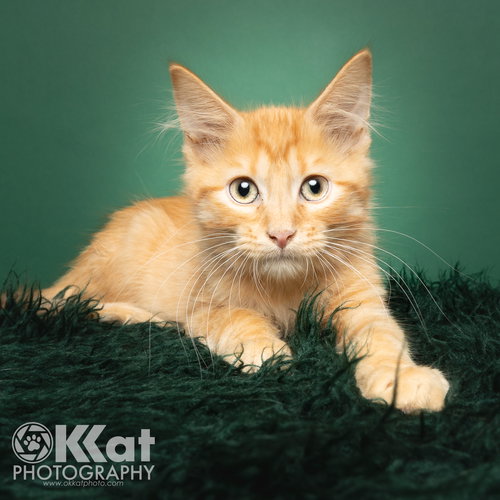 TACO - Domestic Medium Hair available for adoption