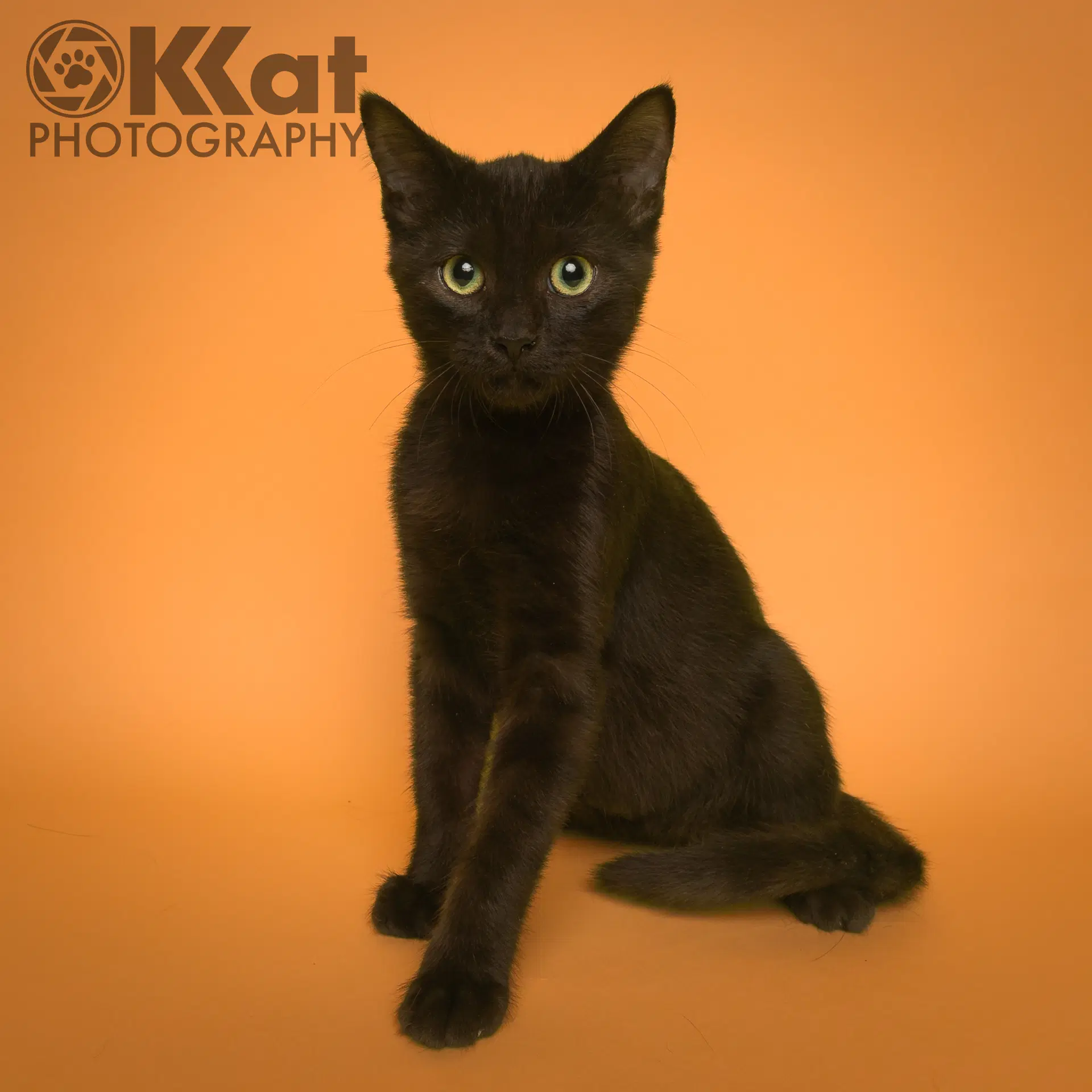 Chalupa - Domestic Short Hair