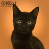 Chalupa - Photo 3