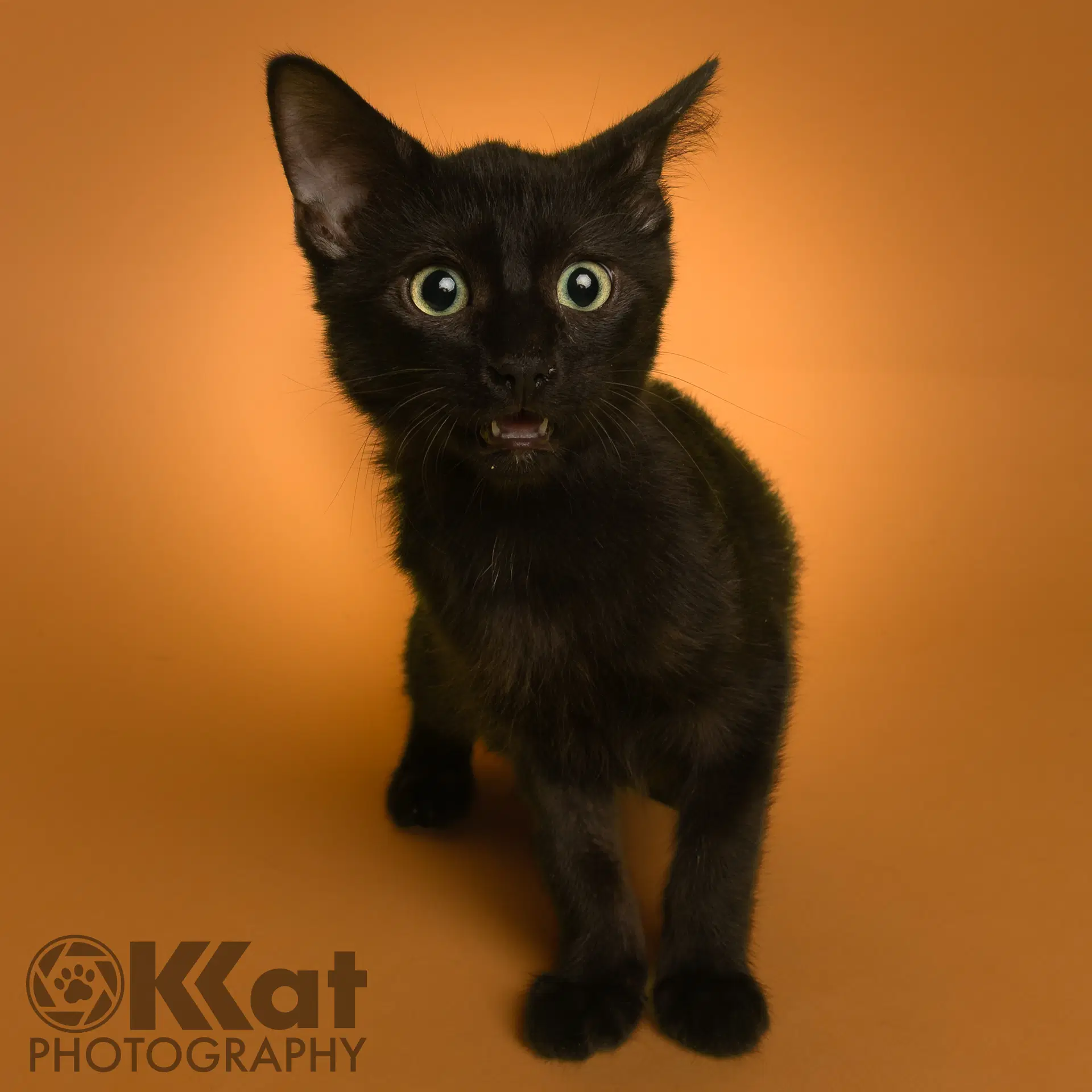 Salsa - Domestic Short Hair