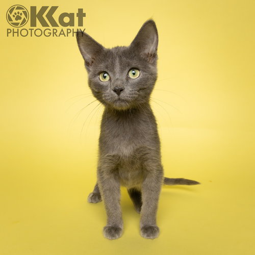 NACHO - Domestic Short Hair available for adoption