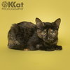 Flauta - Photo 1