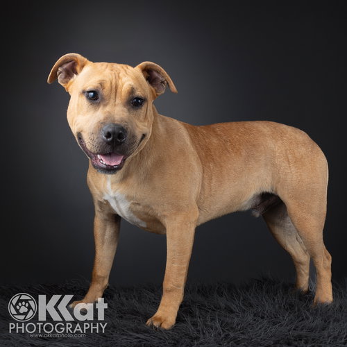 TANK - American Bulldog / American Pit Bull Terrier available for adoption