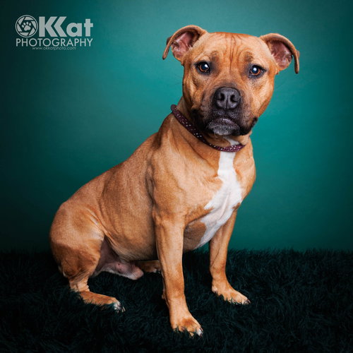 TANK - American Bulldog / American Pit Bull Terrier available for adoption
