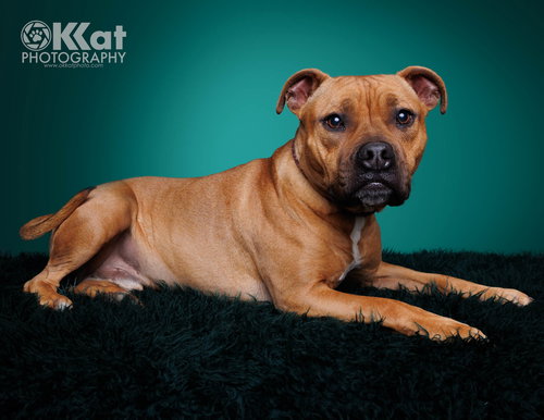 TANK - American Bulldog / American Pit Bull Terrier available for adoption