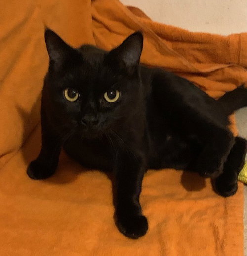 SQUID - Domestic Short Hair available for adoption