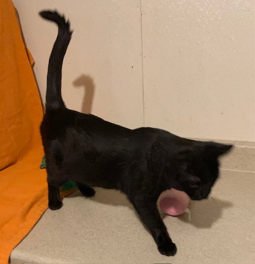 SQUID - Domestic Short Hair available for adoption