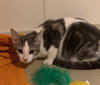 Dante - Photo 2
