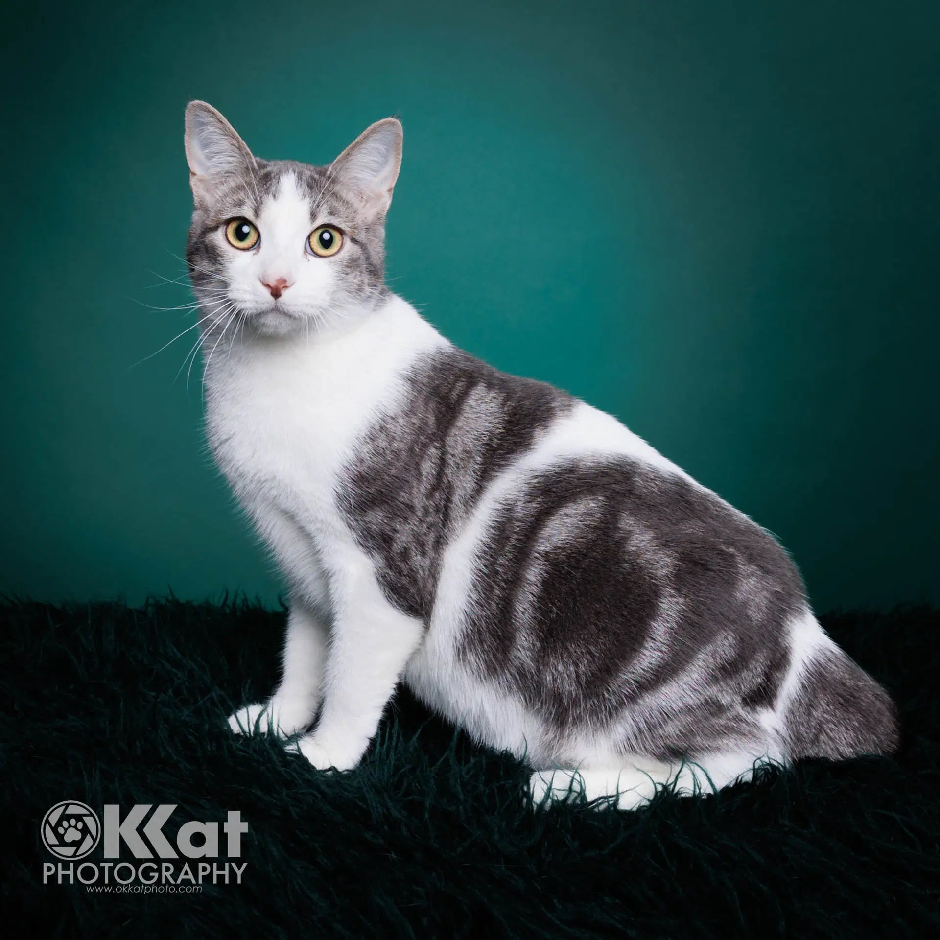 Dante - Domestic Short Hair