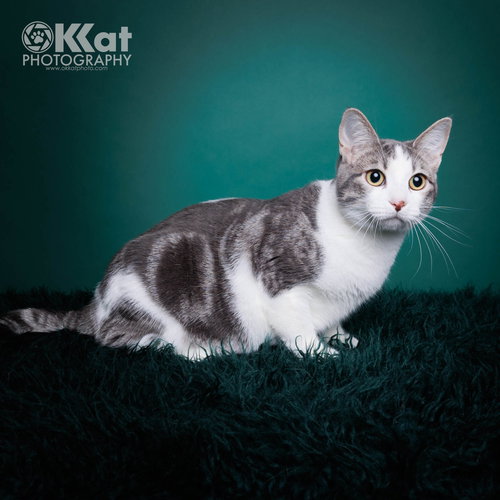 DANTE - Domestic Short Hair available for adoption