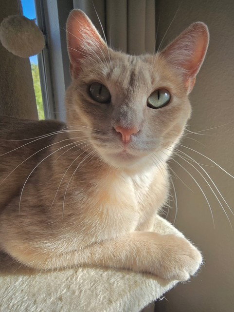 NAOMI - Domestic Short Hair available for adoption