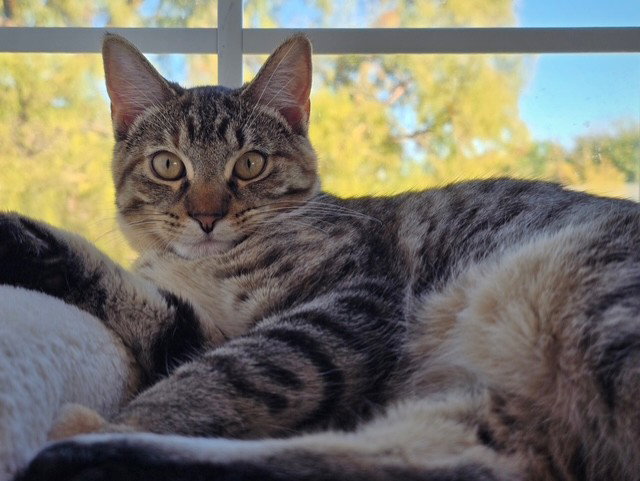 Marcy Image