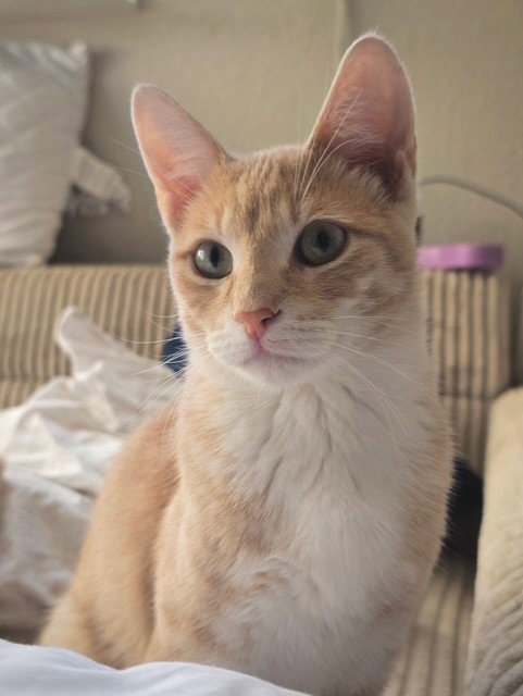 Pippin Image