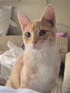 Pippin - Photo 1