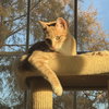 Pippin - Photo 2