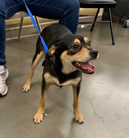 MAMA P - Chihuahua available for adoption