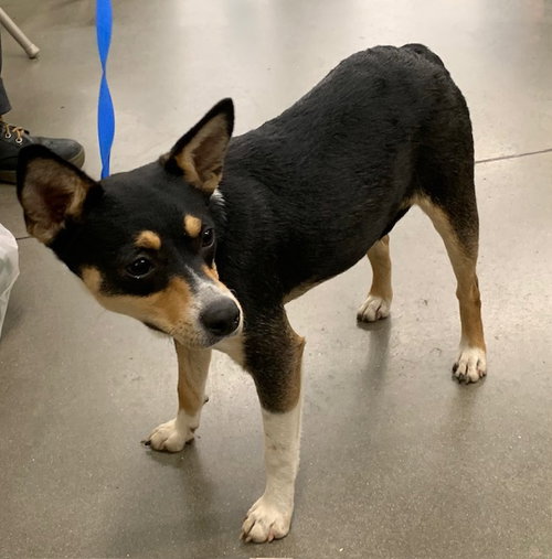 MATILDA - Rat Terrier / Chihuahua available for adoption