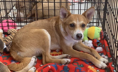 GEORGE - Chihuahua / Miniature Pinscher available for adoption