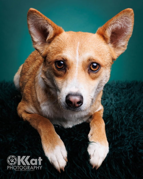 GEORGE - Chihuahua / Miniature Pinscher available for adoption