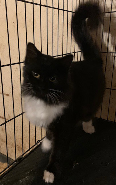 BOOTS - Domestic Long Hair available for adoption