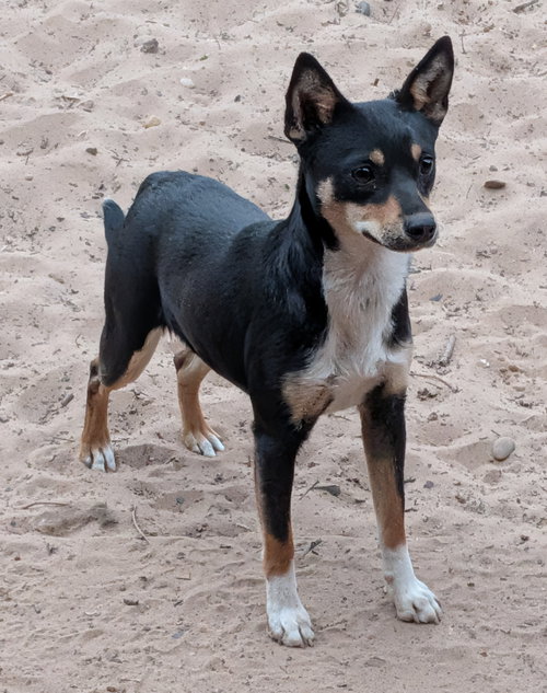 FLOWER - Chihuahua / Miniature Pinscher available for adoption