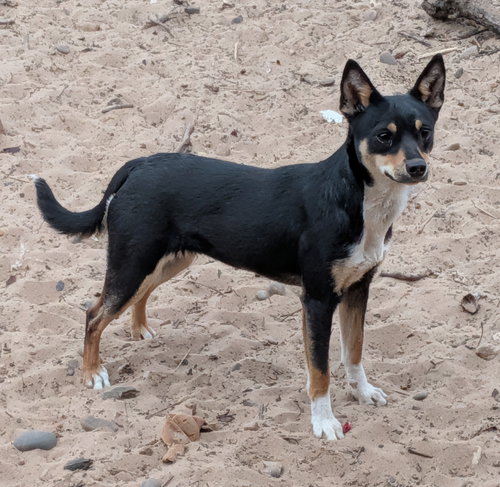 FLOWER - Chihuahua / Miniature Pinscher available for adoption