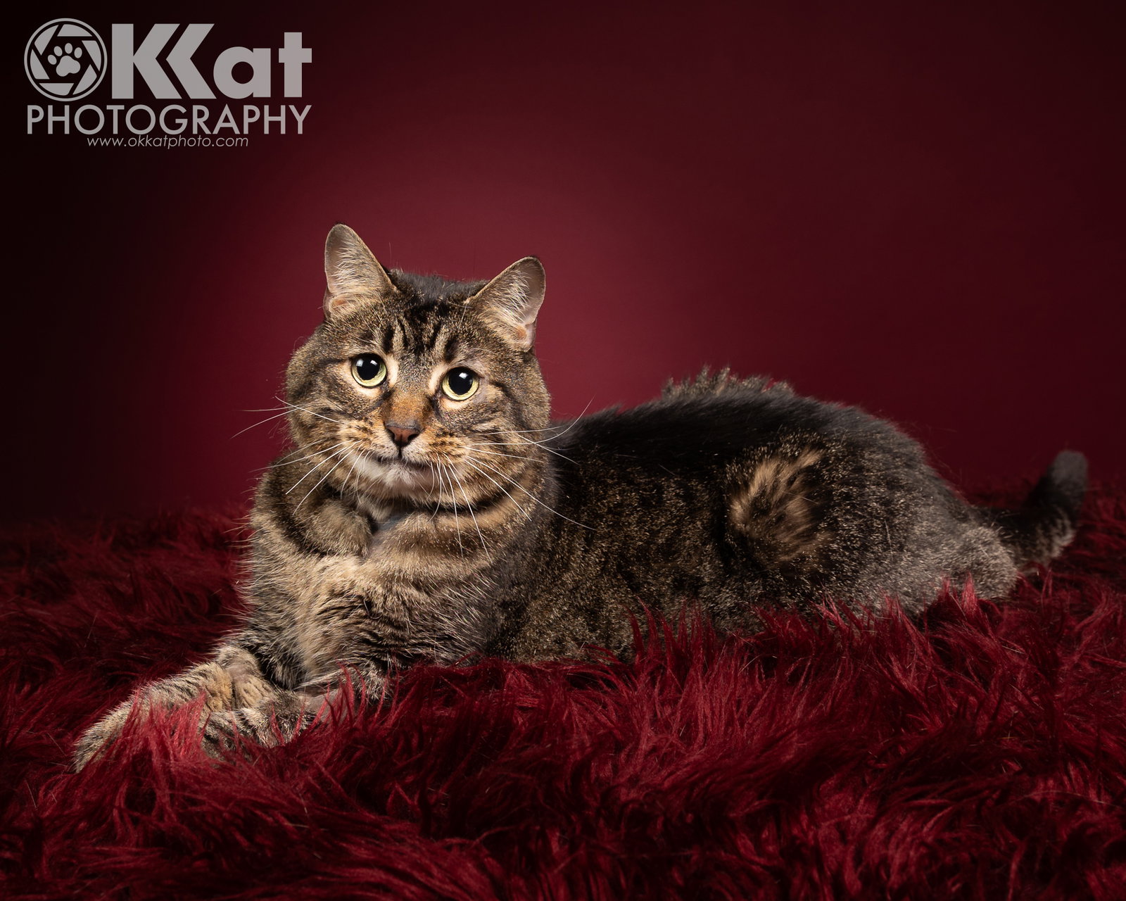 Cassie Image