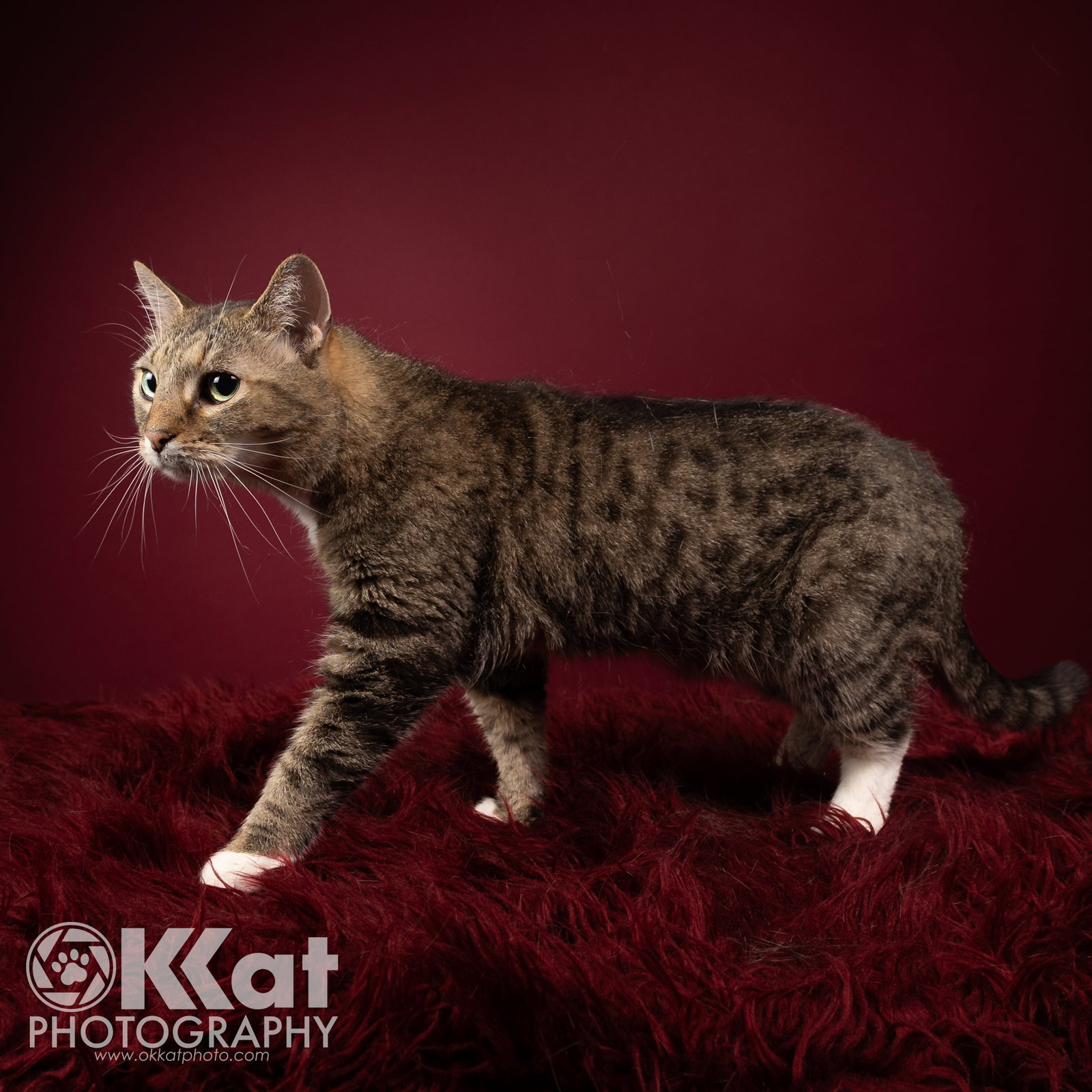 Katie Image
