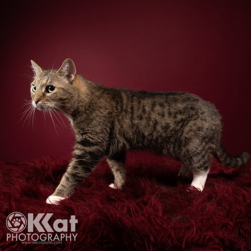 Katie, Senior Domestic Short Hair / Mixed (short coat), cat for adoption in Moore, Oklahoma