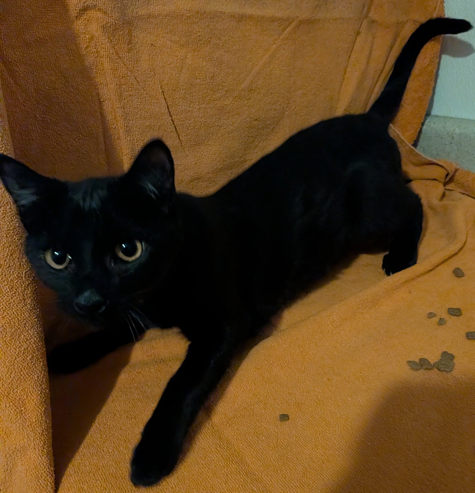 Merlin Image