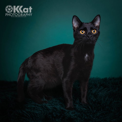 Merlin, Young Domestic Short Hair (short coat), cat for adoption in Moore, Oklahoma