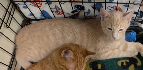 picture of the cat needing adoption