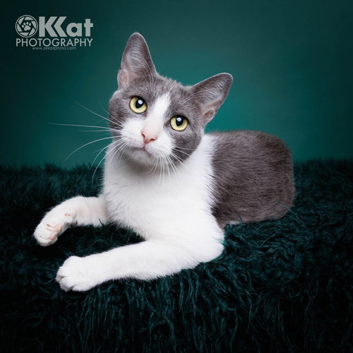 Luna, an adoptable Domestic Short Hair in Crescent, OK
