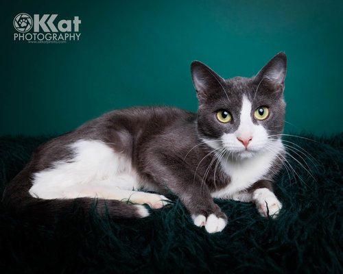 Celeste, an adoptable Domestic Short Hair in Crescent, OK