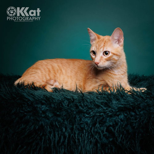 Cedar, an adoptable Domestic Short Hair in Crescent, OK