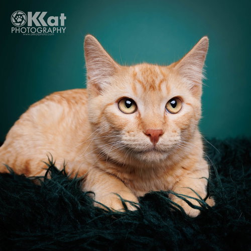 Maple, an adoptable Domestic Short Hair in Crescent, OK