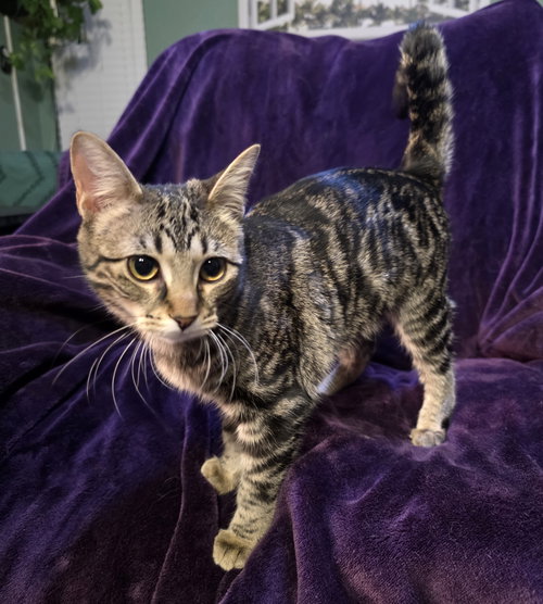 Calli, an adoptable Domestic Short Hair in Crescent, OK
