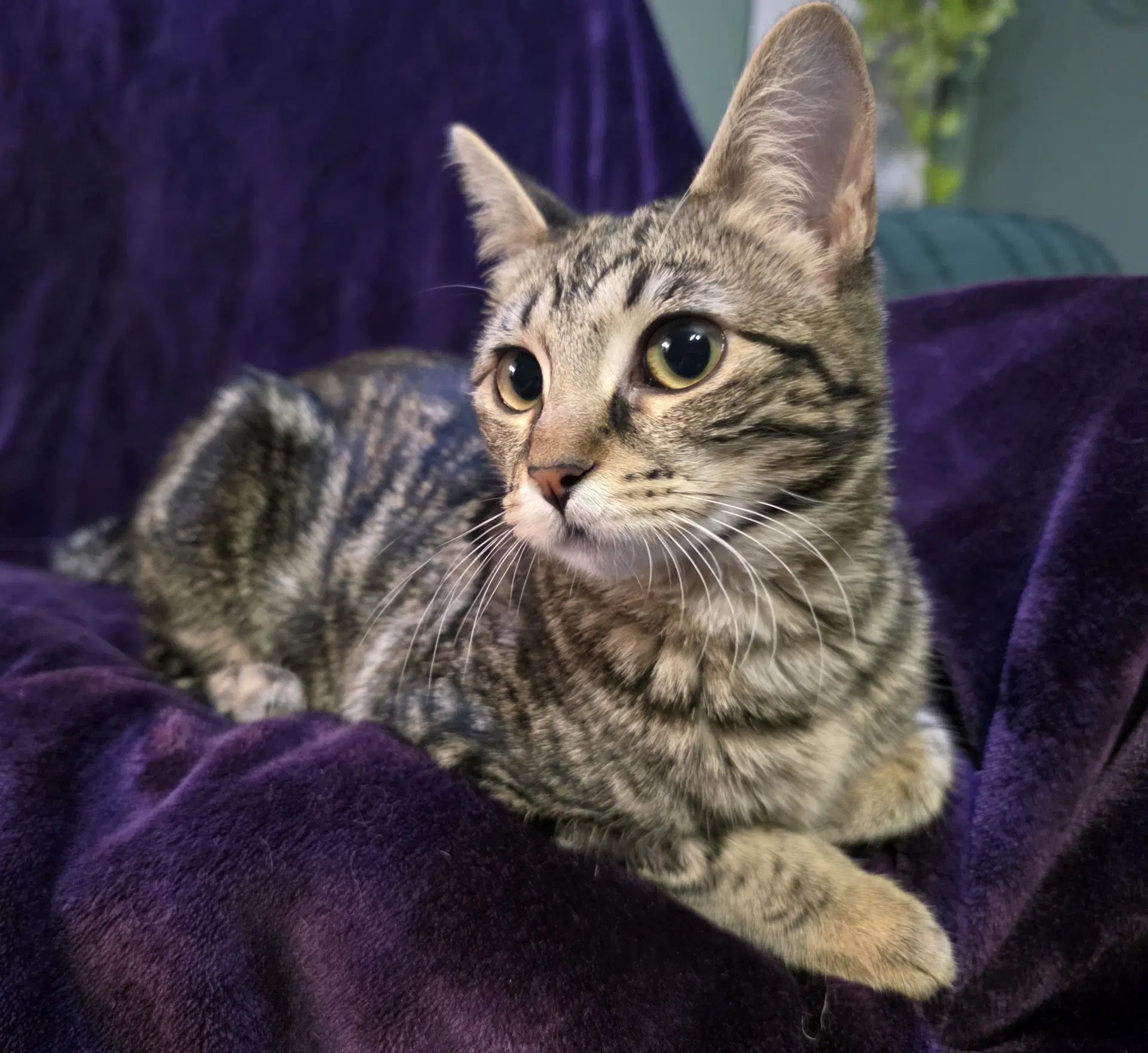 Calli image 4
