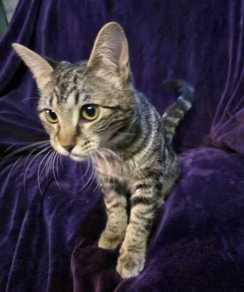 Photo 5 of Calli