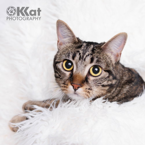 Calli, a cat for adoption from Misfits, Mutts and Meows, Inc.