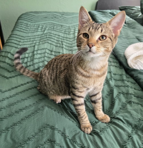 Buddy, an adoptable Domestic Short Hair in Crescent, OK