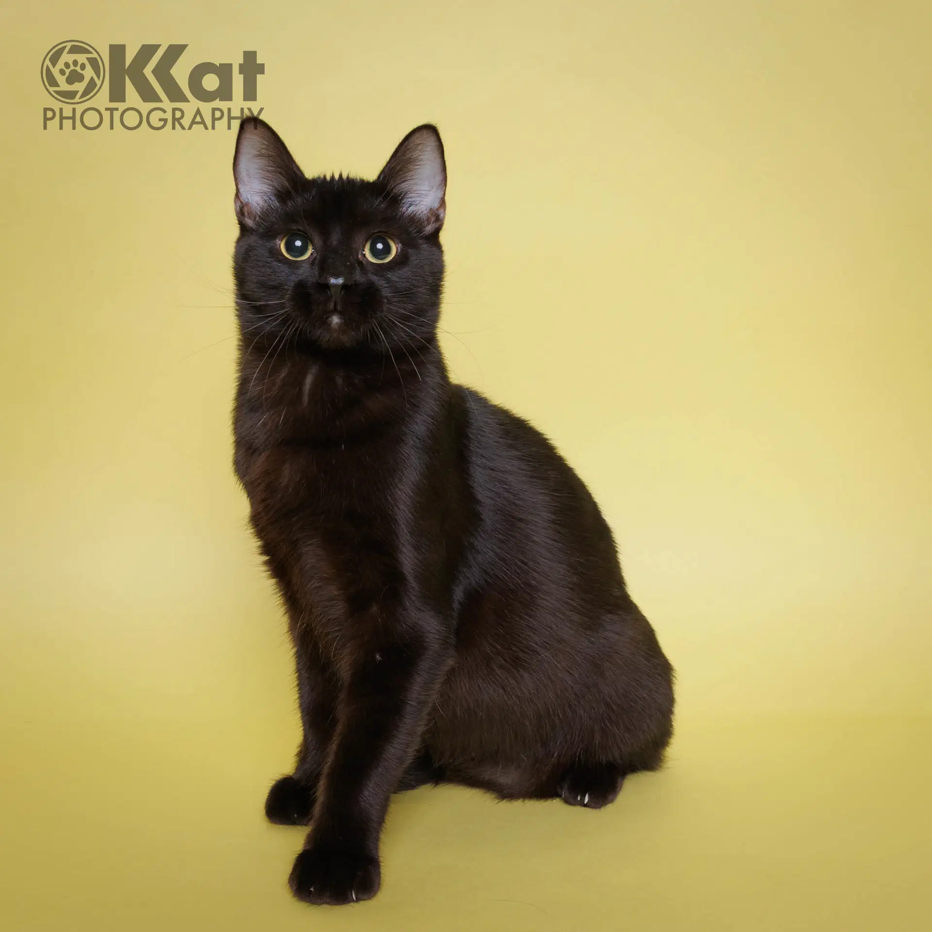 Bee Gee - Domestic Short Hair