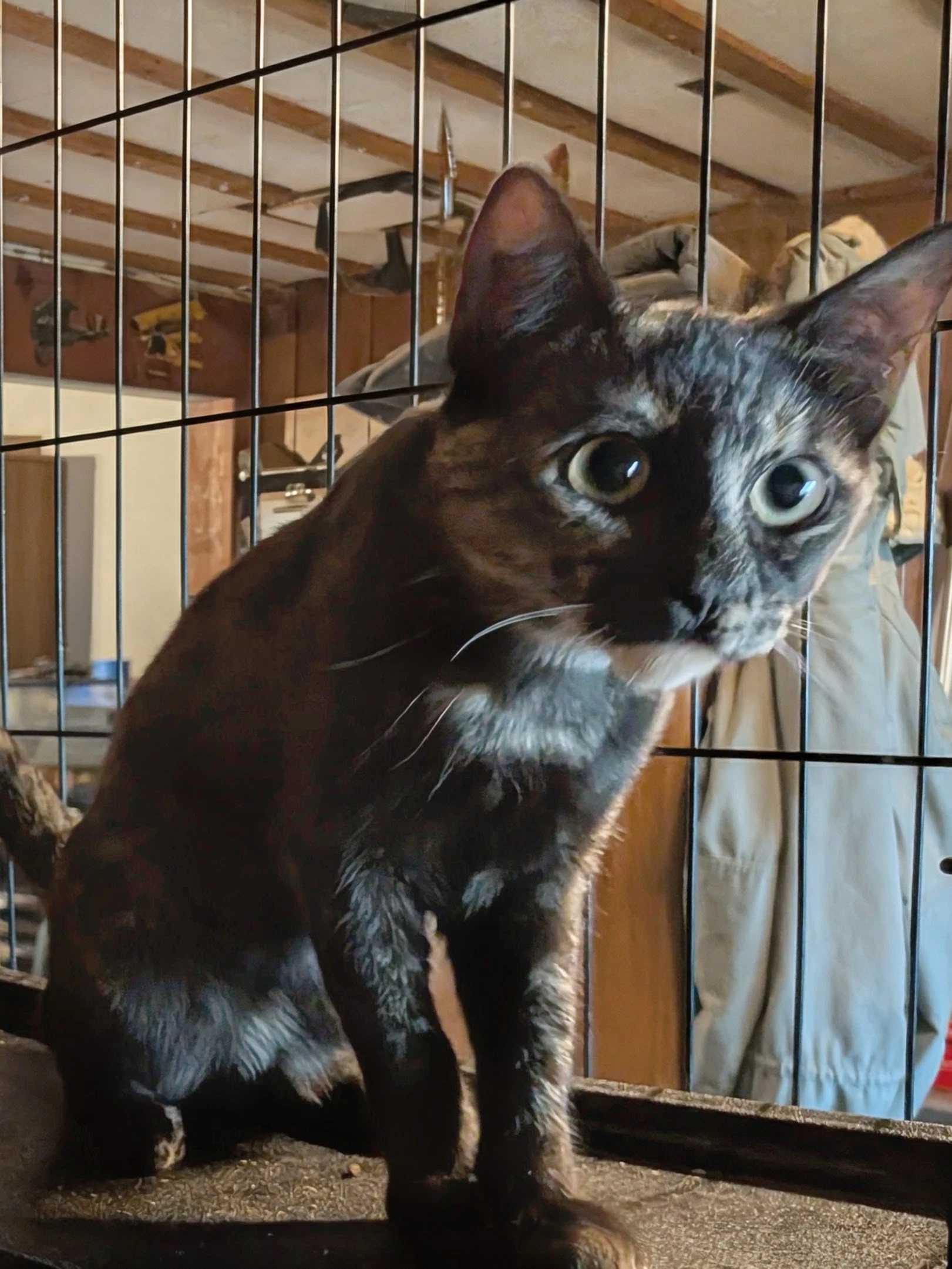 Tortie