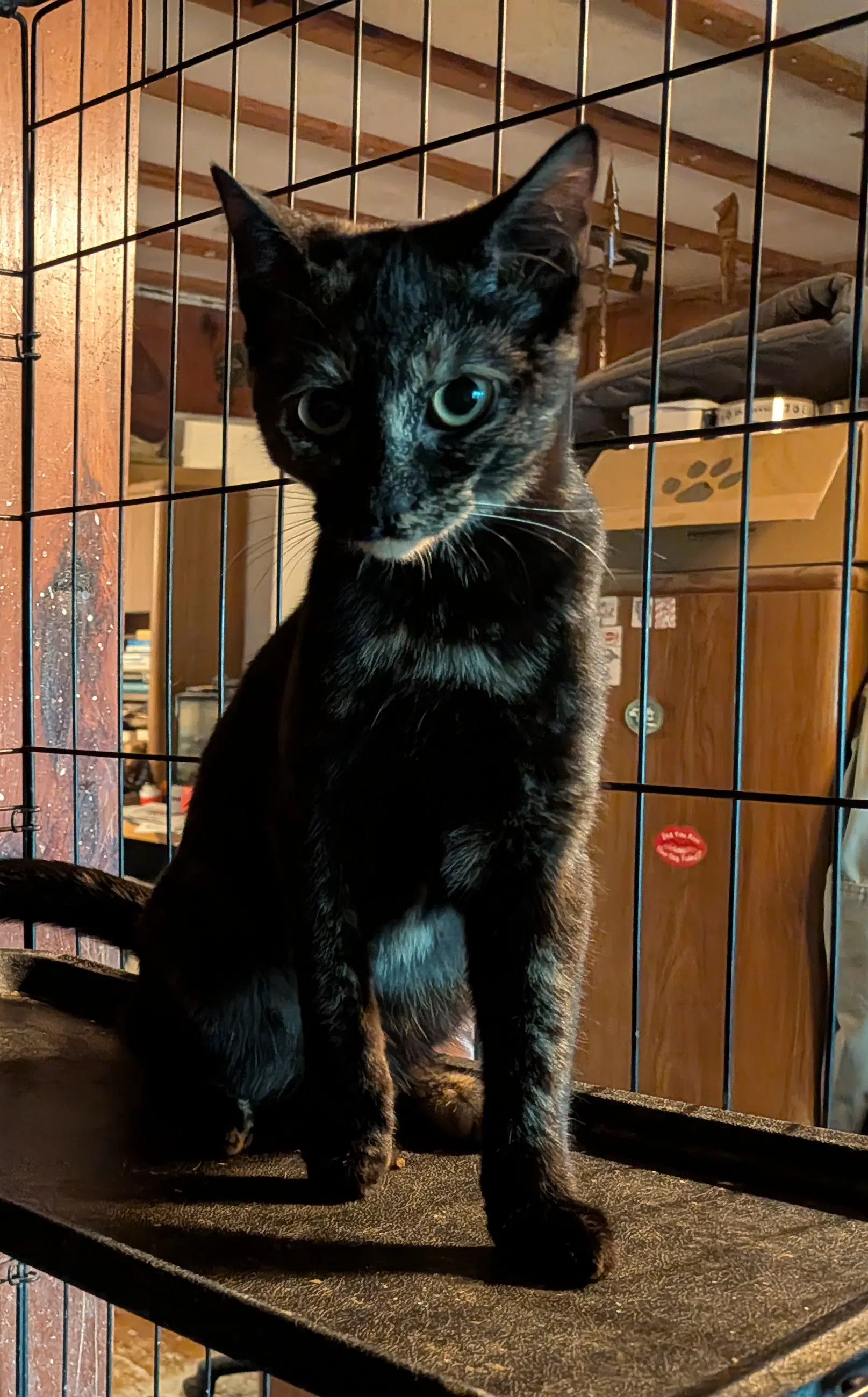 Tortie image 2