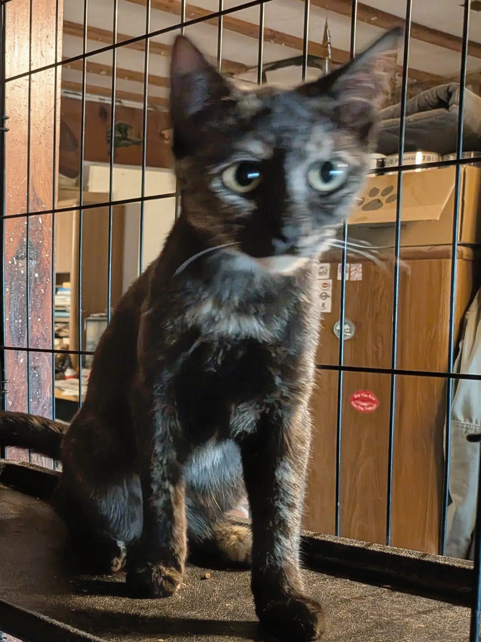 Tortie image 3