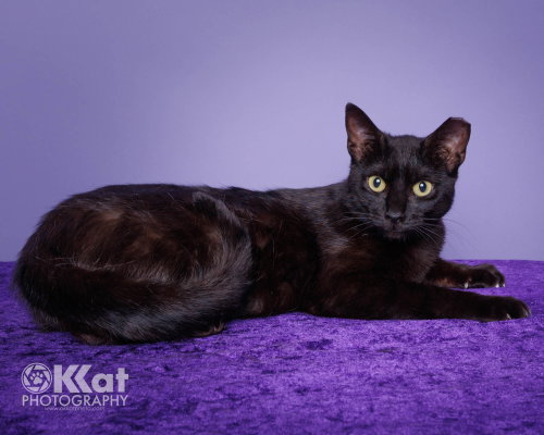 Cinder, Adult Domestic Short Hair / Mixed (short coat), cat for adoption in Moore, Oklahoma