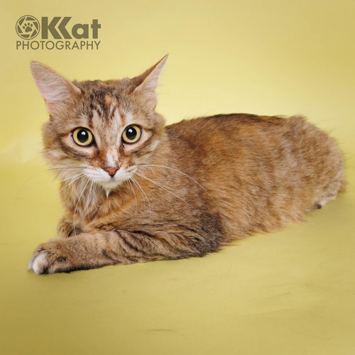Janus, an adoptable Domestic Long Hair in Crescent, OK