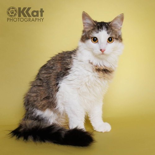 Zebby, Young Domestic Long Hair / Mixed (long coat), cat for adoption in Moore, Oklahoma