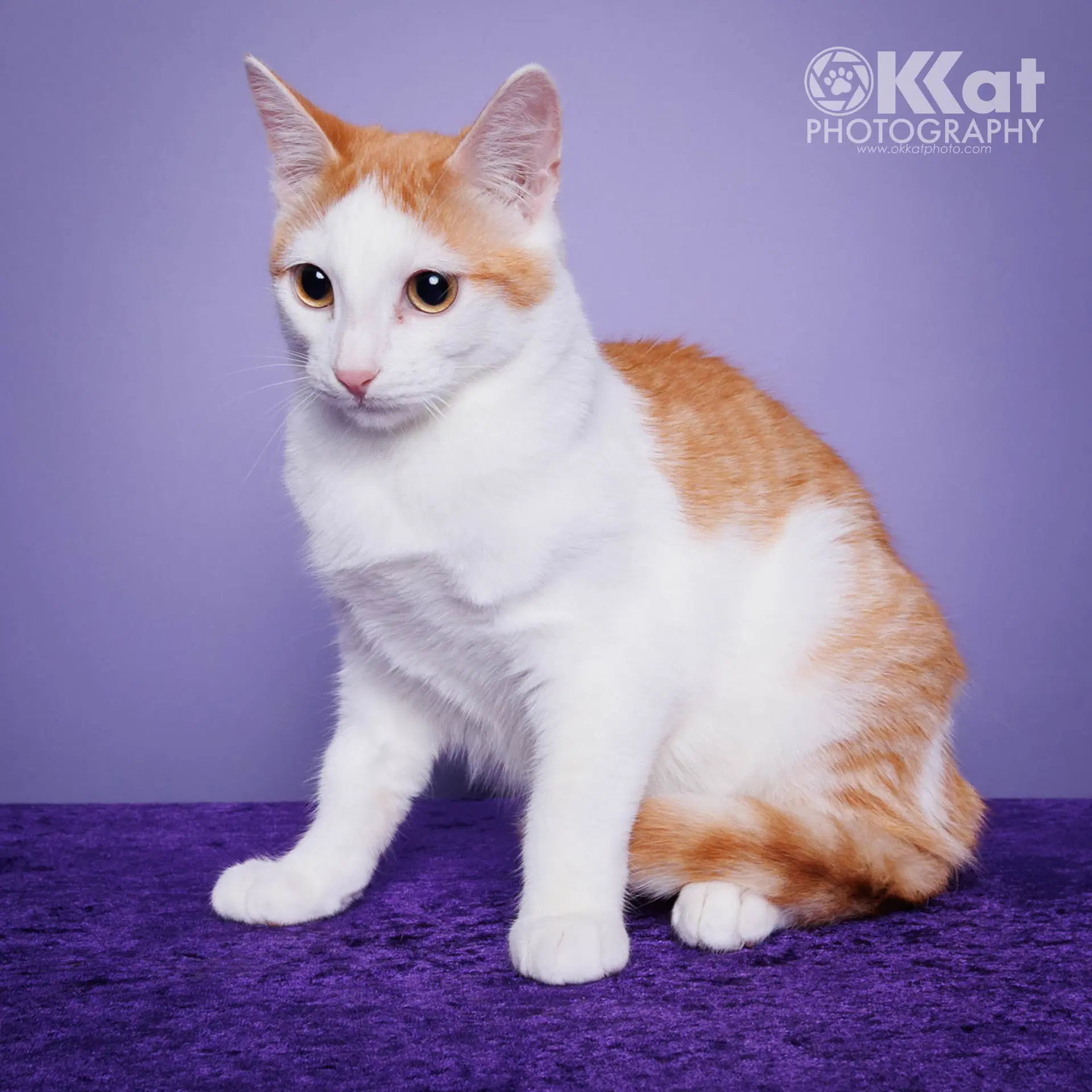 Bernie - Domestic Long Hair