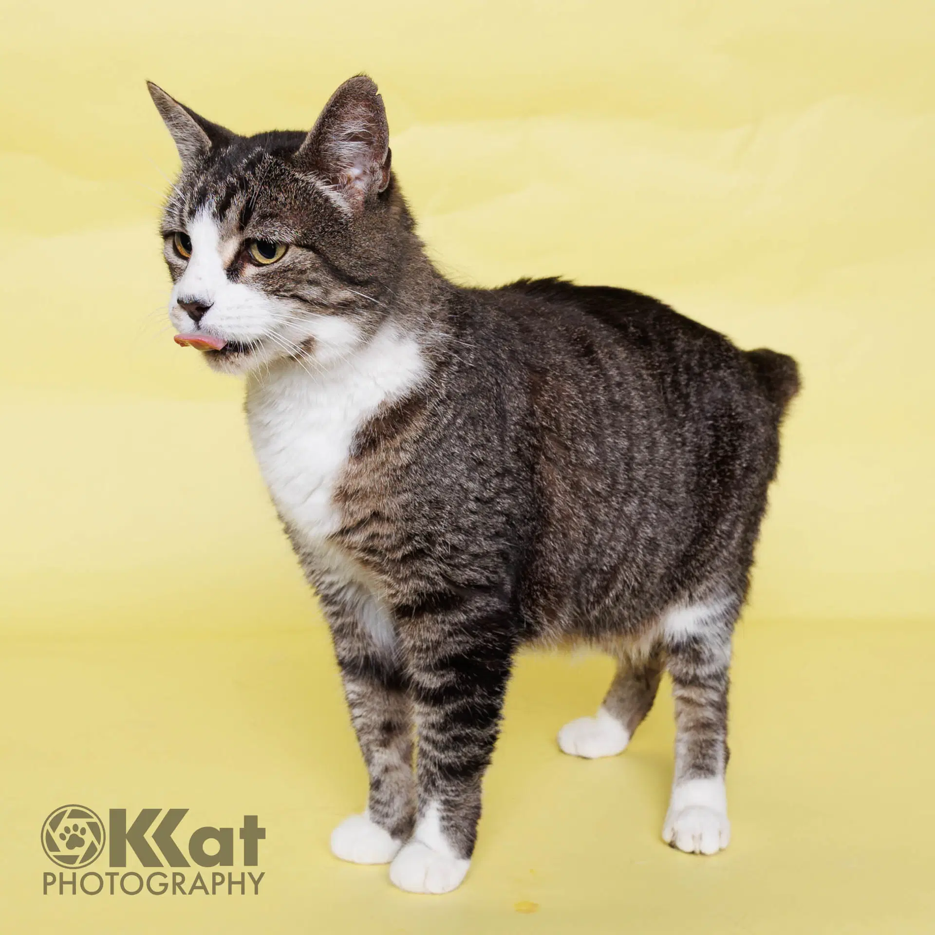 Granny - Domestic Short Hair